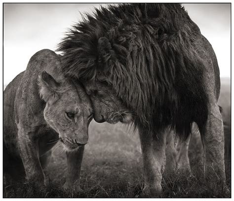 Lion Love Lions Photo 12265175 Fanpop