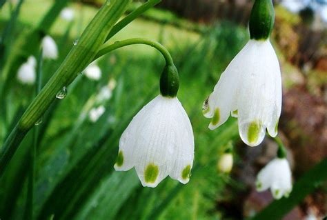 Lovely Bloomer For Cold Climate Leucojum Spring Snowflake