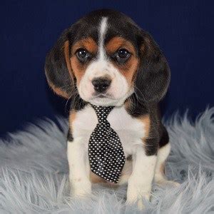 Beagle puppies for sale in delta, pennsylvania united states. Male Beaglier Puppy for Sale Trip | Puppies for Sale in PA ...