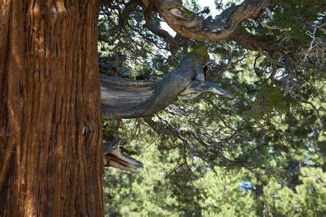 The Oldest Juniper Tree In America Is Right Here In Northern California