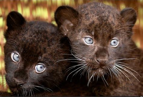 Me Encatan Sus Ojitos De Estamos Felinos Baby Panther Animals