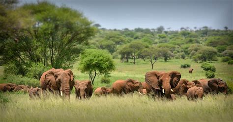 serengeti national park wildlife tour for 4 days masai mara migration