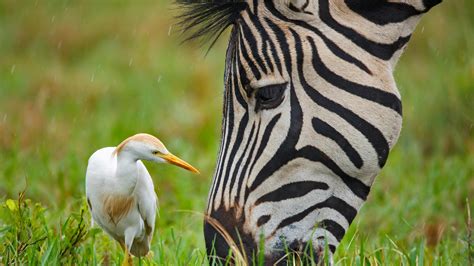 A Burchells Zebra And A Cattle Egret At The Rietvlei Nature Reserve In