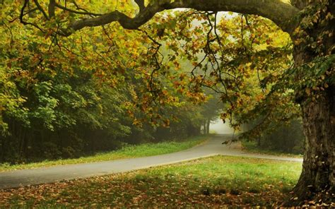 Autumn Trees Park Road Leaves Wallpaper Nature And Landscape