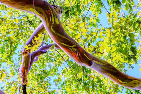 Exploring The Beauty Of The Rainbow Eucalyptus Tree Mondoro