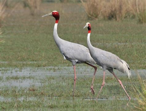 10 Facts About Cranes Fact File
