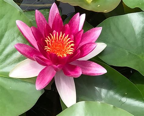 Attraction Water Lily Nymphaea Attraction Plants For Ponds