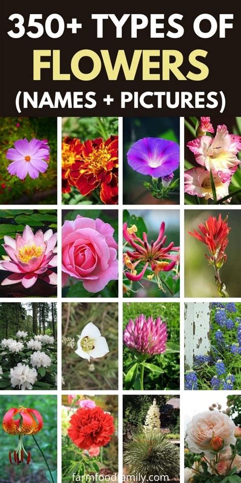 350 Different Types Of Flowers With Names And Pictures A Z