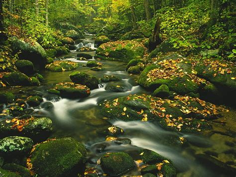 Hd Wallpaper Green Stone Leaves Moss Current Wood Nature Stream