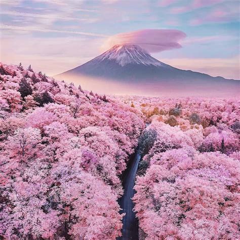 Cherry Blossom Tree Or Sakura Visit Japan In Spring 2024 And Enjoy A