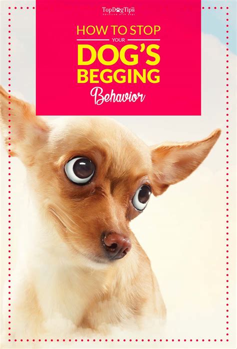 How To Stop Dog Begging Behavior A Quick And Easy Way