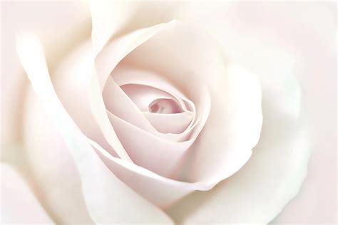 Softness Of A Pastel Rose Flower Photograph By Jennie Marie Schell
