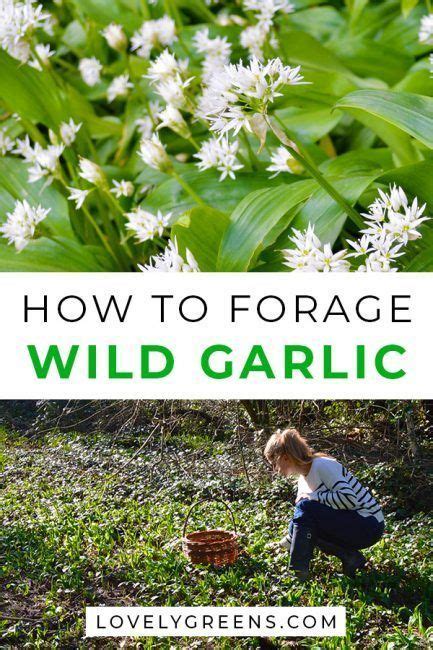 How To Find Pick And Use Wild Garlic Also Called Ramps Or Ramsons