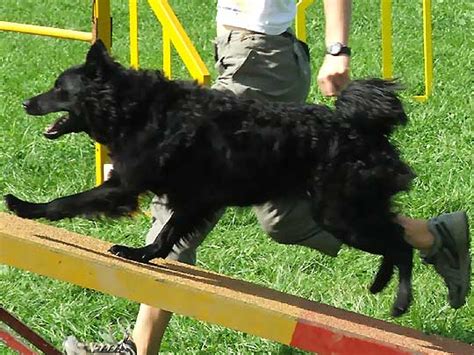The croatian sheepdog is extremely healthy and can be trained for a variety of dog sports. Croatian Sheepdog - Wikipedia
