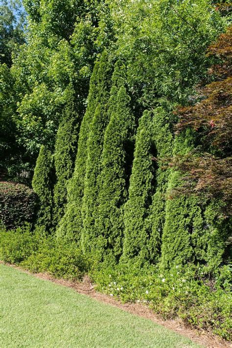 Group Of Arborvitae Trees And Various Size Best Trees For Privacy