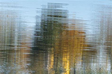 Abstract Trees And Water Displaying Ripplesreflection And Waves With