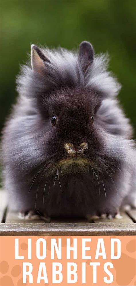 Lionhead Rabbit Breed Information Center Discover The Lionhead Bunny