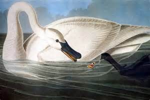Illustration Of A Trumpeter Swan From John James Audubons Birds Of
