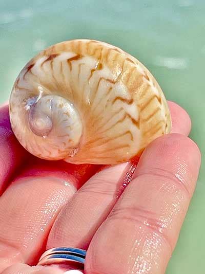 Shark Eye And Moon Snail Shells In Southwest Florida Treasure Seekers