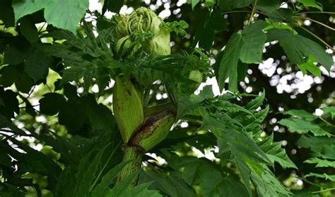 Giant Hogweed Takeover Can Uks Most Dangerous Plant Be Stopped