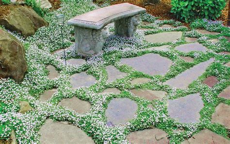The Best Plants To Grow Between Stepping Stones And Pavers From Wilson Bros Gardens