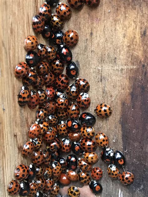 ladybird invasion mapped british homes ravaged by std carrying ladybirds uk news express