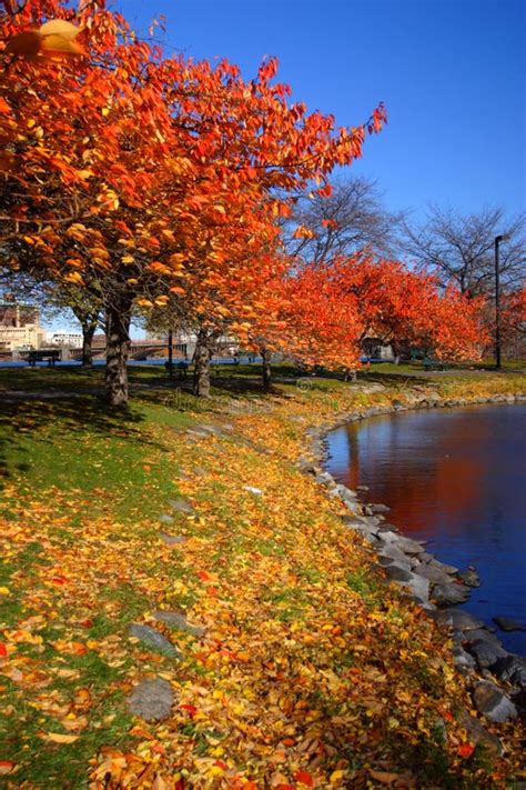 Stock Image Of Fall Foliage At Boston Stock Photo Image Of Outdoors