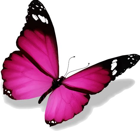 Coloriage papillon à imprimer ️ dessin de papillon à colorier ️ le papillon 🦋 est un insecte 🐛 qui se nourrit de nectar et qui possède deux paires de grandes ailes, généralement de couleur vive, couvertes d'écailles microscopiques. image de papillon - Image De