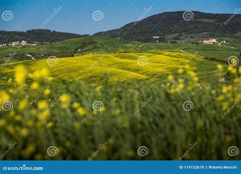 Asciano Tuscany Italy Landscape With Yellow Flowers In The C Stock