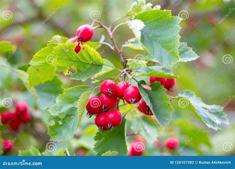 A Tree Richly Decorated With Berries Of Bright Red Wild Hawthorn Stock