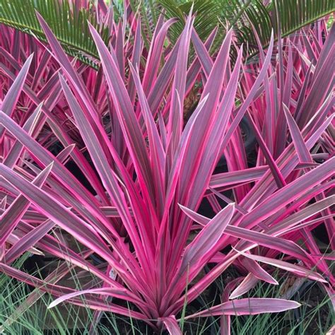 Special Deal Pair Of Cordyline Pink Passion Stunning Hardy Torbay