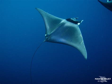 Spinetail Devil Ray Mobula Mobular Species Guide — Manta Trust