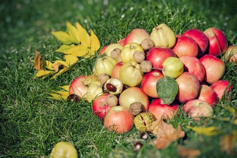 Seasonal Fruit Autumn Fruit Autumn Harvest Stock Image Image Of