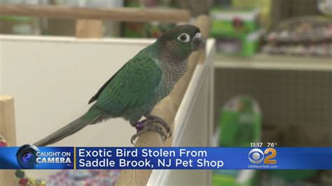 Contact our pet store today to order the pet supplies you need to keep your pet happy and healthy for a lifetime. Bird Stolen From New Jersey Pet Store - YouTube