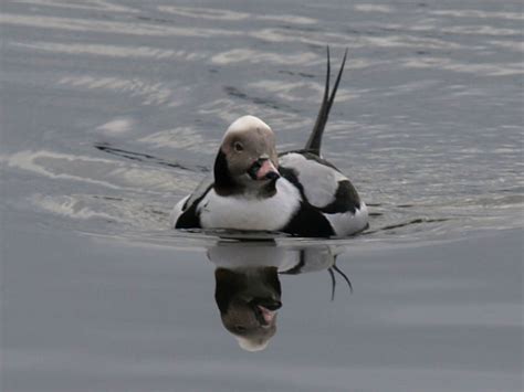 Capt Mondo S Photo Blog Blog Archive Male Long Tailed Duck And His