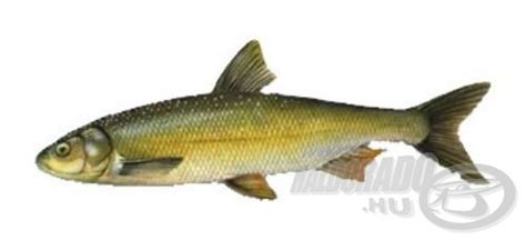 Fiók felfüggesztése érvénytelen forgalom vagy az irányelvek megsértése miatt. Írás - Tilalmak és korlátozások: Tiltott halak 1. rész ...