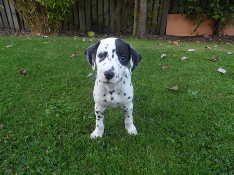 The puppies are made from soft minky fabric and have embroidered eyes, noses, and mouths, making them safer for younger children, while still lots of fun for older ones. Dalmatian Puppies for sale | Leven, Fife | Pets4Homes