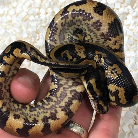 9 Of The Rarest Ball Python Morphs