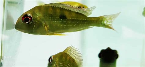 Red Striped Eartheater Cichlid Geophagus Surinamensis