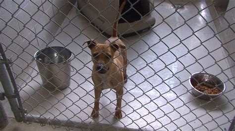 Local animal shelter announces adoptions by appointment only