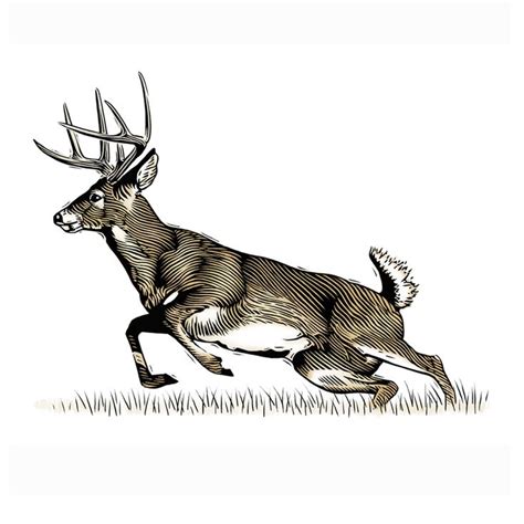 Whitetail Deer Running Deer Drawing Scratchboard