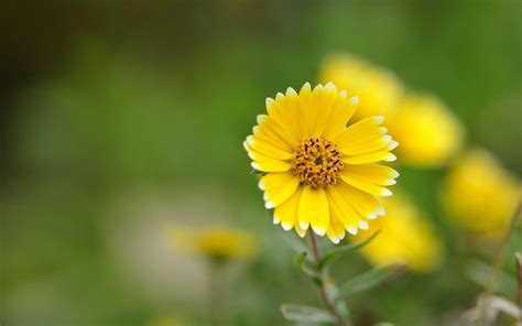 10 Perfect Yellow Flower Desktop Wallpaper You Can Use It Free