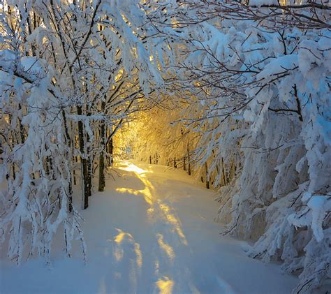 Snow Tunnel Branches Glow Light Path Sun Trees Winter Hd