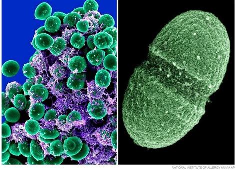 Organisms Living In Human Body Scientific Scribbles