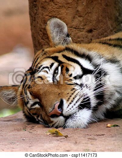 Close Up Picture Of A Very Sleepy Tiger Face Canstock