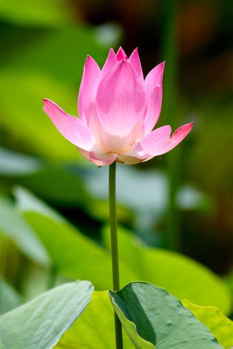 ✓ free for commercial use ✓ high quality images. Free lotus Stock Photo - FreeImages.com