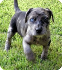 Puppies for sale from dog breeders near chattanooga, tennessee. Leon | Adopted Puppy | Chattanooga, TN | Catahoula Leopard ...