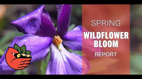 Ohio Spring Wildflower Bloom Reports Youtube