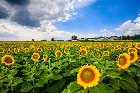 Sunflower Farms Near Toronto Are Officially Opening This Month