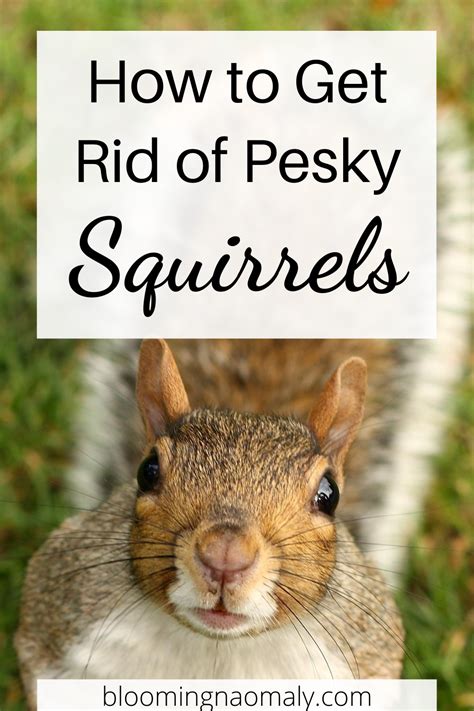 The first step to getting rid of aphids is to avoid attracting them in the first place. How to Get Rid of Pesky Squirrels | Get rid of squirrels ...